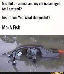 Me I Hit An Animal And My Car Is Damaged Am I Covered Insurance Yes What Did You Hit Me A Fish Ifunny Stupid Funny Funny Haha Funny