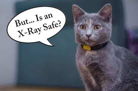 Common reasons for getting a cat x ray. Cat X Ray 6 Best Reasons Why It S Needed