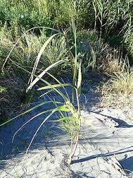 Image result for Phragmites karka