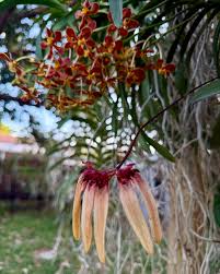 Image result for Bulbophyllum longiflorum