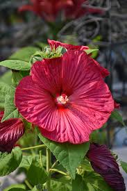 Image result for Hibiscus Red 2016 Vito