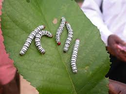 Image result for Millettia eetveldeana