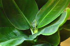 Plant Of The Week Banana Plant Forest Garden Centre Matlock