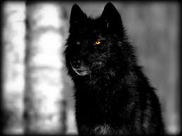 Lobo Negro Fondos De Pantalla Hd 1080p Fondo De Pantalla De Lobo Negro 1600x1200 Wallpapertip Download 4k wallpapers of black, dark, monochrome, black & white, amoled wallpapers in hd, qhd, 4k, 5k resolutions for desktop & mobile phones. lobo negro fondos de pantalla hd 1080p