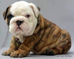 11 Minature Bulldogs Ideas Bulldog Puppies Cute Puppies English Bulldog Puppies