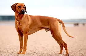 Image result for rhodéský ridgeback