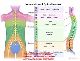 innervation of spinal nerves