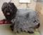 Severely Matted Dog Hair