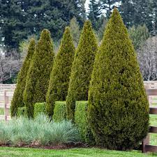 Maybe you would like to learn more about one of these? Spartan Junipers For Sale Brighterblooms Com