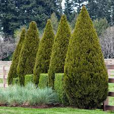 They are als very prickly. Spartan Junipers For Sale Brighterblooms Com