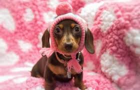 Dachshunds are small dogs, originally bred with their characteristic elongated bodies to hunt problematic tunneling animals such as. Miniature Dachshund Rescue Lovetoknow