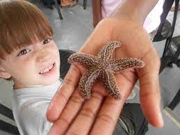 Check spelling or type a new query. Starfish They Show To Boat Riders Picture Of Assateague Adventure Ocean City Tripadvisor