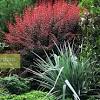 Excellent focal point for a container or perennial border. Https Encrypted Tbn0 Gstatic Com Images Q Tbn And9gcsqyztikmblnb2dzd0hqczkolle5hm2pn8atlxjt40ukdxbad8f Usqp Cau