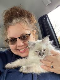 Mainecoon ragdoll mix kitten adoption