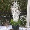 Whatever measures you take to protect your potted perennials for winter should be put into action a week or so before the first frost is expected. 1
