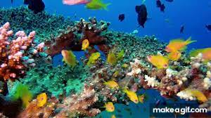# sea turtle # coral reef # oceana # turtle swimming # sea turtle wild. 3 Hours Of Beautiful Coral Reef Fish Relaxing Ocean Fish Aquarium Relax Music Sleep Music 1080p On Make A Gif