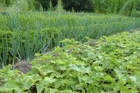 Check spelling or type a new query. Cucumber Companion Planting What Are Good Companions For Cucumbers