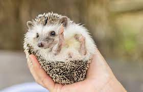 Pet Hedgehog Costs Facts And Care Lovetoknow