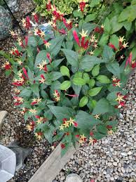Image result for Spigelia