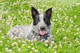 2 boys and 2 girls. Australian Shepherd Blue Heeler Mix What To Know Before Buying All Things Dogs All Things Dogs