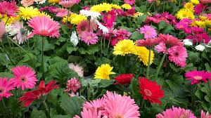 Image result for Gerbera jamesonii