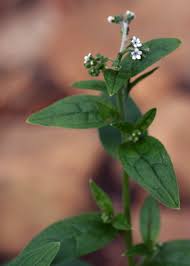 Image result for Cynoglossum lanceolatum