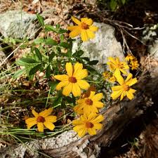 Image result for tagetes)