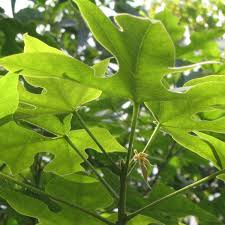 Image result for Brachychiton