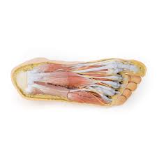 3d Foot Model Plantar Surface Dorsum Erler Zimmer Mp1910