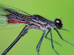 Image result for Tinnea apiculata