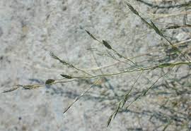 Image result for Eragrostis pallens