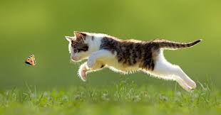 Bird Safe Cat Collar Canada 5 Ways To Safely Take Your Indoor Cat Outside In 2020 Cats Outside Indoor Cat Cats