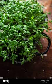 Image result for Lepidium sativum