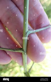 Image result for Alepidea peduncularis