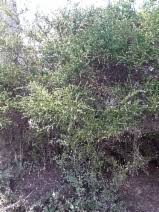 Image result for Acacia tenuispina