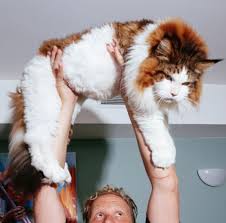 Maine coons are big cats, with some males weighing as much as 25 lbs. 10 Things You Didn T Know About The Maine Coon Breed Meowingtons