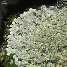 Image result for Physotrichia