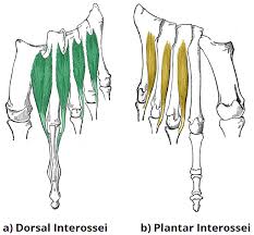The muscles acting on the foot can be divided into two distinct groups; Muscles Of The Foot Dorsal Plantar Teachmeanatomy