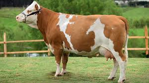 Vw passat 2.0 tdi 2011 euro 5 recent adus din germania pe roti. Rase Mixte De Vaci Cele Mai Bune Rase Pentru ProducÈ›ia De Lapte È™i De Carne