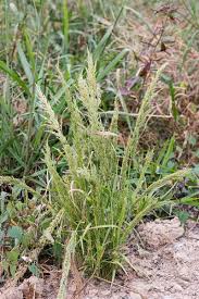 Image result for Eragrostis porosa