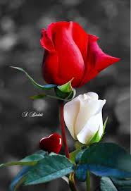 Maybe you would like to learn more about one of these? Sign In Beautiful Rose Flowers Beautiful Flowers Rose Flower Wallpaper