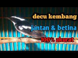 Burung murai batu trotol lebih sering dipilih dijadikan sebagai peliharaan dan dipersiapkan sejak dini supaya nantinya jadi burung berkualitas. Tips Membedakan Decu Kembang Jantan Dan Betina Youtube