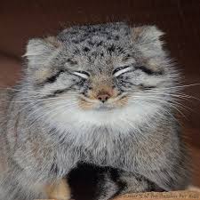  редактиране  ману̀лът ( otocolobus manul) е средно голям вид хищник от семейство коткови (felidae), отделян в самостоятелен род otocolobus (от гръцки: Manul Kurnul Felis Manul Pallas S Cat Pallas S Cat Wild Cat Species Small Wild Cats