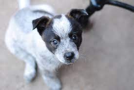 Fort Atkinson Wi Blue Heeler Meet Corbin A Pet For Adoption