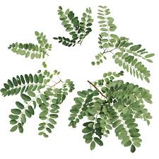 Image result for Robinia