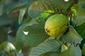 Explore 52 listings for fruit trees for sale south africa at best prices. Guava California Tropical Fruit Tree Nursery
