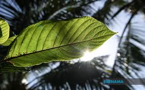 7 jenis penawar kencing manis secara tradisional, sejauh manakah keberkesanannya? Bernama Ketum Penawar Kencing Manis Dan Darah Tinggi Hanya Mitos