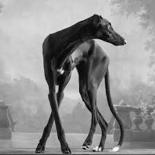 Black And White Italian Greyhound Puppy Long Legs Dancing Like A Star C Paul Croes Inge Nelis Dog Anatomy Grey Hound Dog Dog Mommy