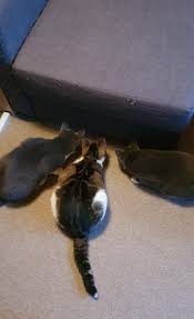 I Think There Is Something Under My Sofa Cat Pet Cat S Cat Pics Cat Photo