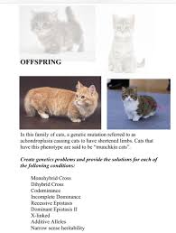 How to write parents genotypes. Solved Offspring In This Family Of Cats A Genetic Mutati Chegg Com